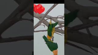 my favourite toy #funny #video #viralvideo