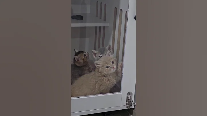 Video 9578891: britishshorthair cat cute funnycat, britishshorthair kittens funnycats, britishshorthair catlover kitten, britishshorthair cat funny kitten, britishshorthair baby cat, laugh funnycats cat