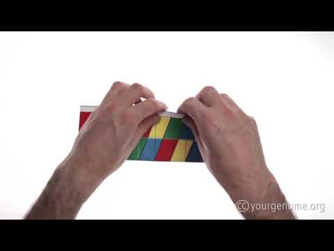 Video cách xếp mô hình ADN bằng giấy dành cho học sinh lớp 9 - youtube