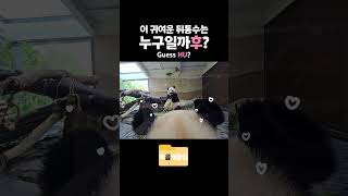 3초만에 주인곰이 바뀌는 영상 #미곰개클립