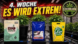 Es wächst einfach nur  Extrem gut und es gibt nichts Negatives zu melden.