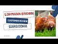 Customer Review | Lohmann Brown Hens from Anwaar Fresh Farm (Sargodha, Pakistan)