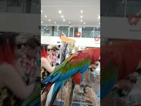 GREENWING MACAW PARROT