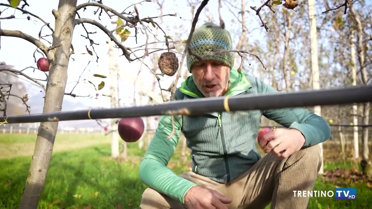 PILLOLA NATURA la FRUTTA DIMENTICATA NEI CAMPI