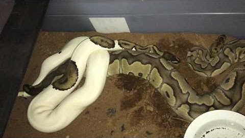 Ball Python Breeding: Quinn & Gundy locked