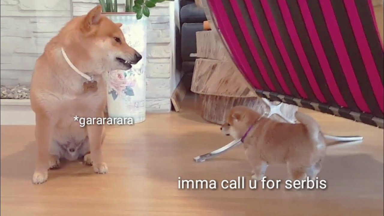 Shiro Still Baccfires Shiba Inu Puppies With Captions