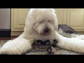 Old English Sheepdog and his chicks