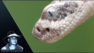 Newborn Rattlesnakes Details 01