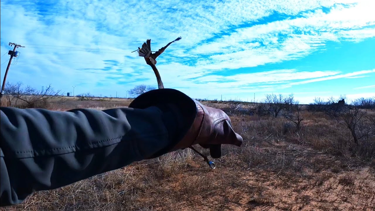 Hawk Hunting Rabbits Hunting Rabbits with a Harris's hawk- Falconry at Texas Hawking ...