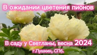 В ожидании цветения пионов. В саду у Светланы, г.Пушкин(С-Петербург), весна 2024