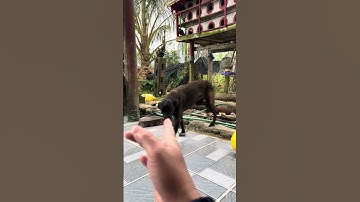 Nhận Chủ Mới // Lu nghe lời - Mình rất mừng - tronpiu vlog #shorts