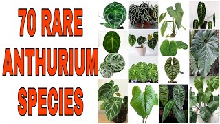 Rare Anthurium Species