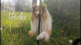 Rise Up  Amazing dog tricks by Thunder the rough collie