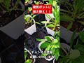 挿し芽で増やしたオステオスペルマム硬質ポットに植え替えてみました 挿し芽で増やしたオステオスペルマム硬質ポットに植え替えてみました