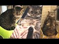 Lazy Chubby FAT CAT |  Awesome Funny Pet Animals Life Videos