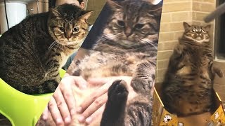Lazy Chubby FAT CAT |  Awesome Funny Pet Animals Life Videos