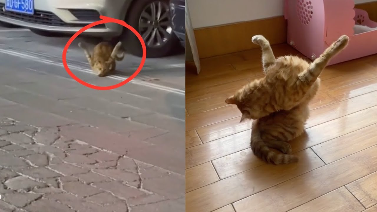 Отчаявшаяся бездомная кошка-инвалид высоко держит передние конечности, чтобы выжить