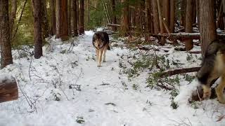Apex predators and more! Biodiverse as hell!