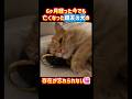 亡くなった親友の犬の存在が忘れられない猫ちゃん😭✨ #感動 #癒し #猫 #cat #悲しい #shorts