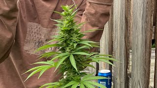 CRESCO Chaos Kush wax fire￼