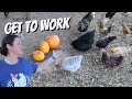 We Put Our Chickens On The Payroll