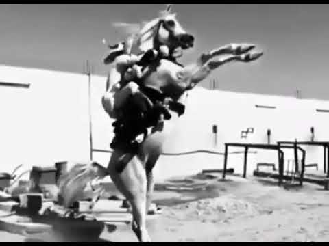 يا عاشق البل والخيل