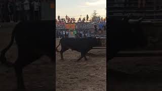Toro de Alberto Garrido en Benicassim 🐂 #toros #bousalcarrer #viral #amigos #pueblos