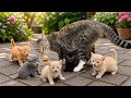 kucing imut banget bikin ngakak, kucing loncat-loncat, kucing masuk rumah, kucing joget
