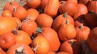 First United Methodist Church Pumpkin Patch