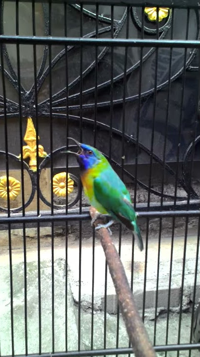 SUARA BURUNG : KINOI / KINOY / Cucak Ranting AKM SBY
