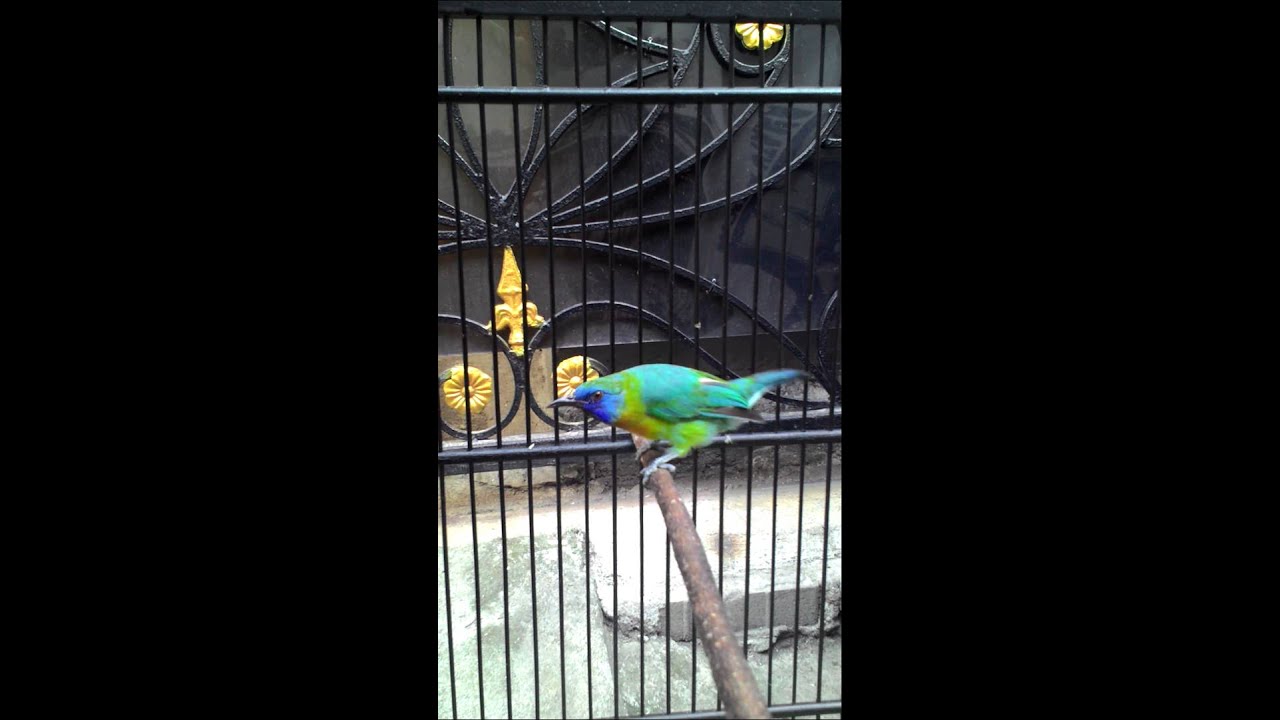 Burung Cucak Ranting Gacor Haha By Fitra Kha