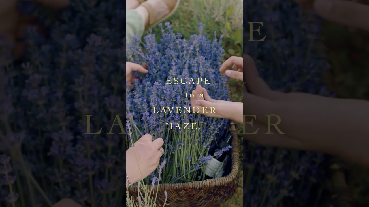 A Fragrance of Nostalgia and Sunshine | Lavender Rain Air Fresheners  | ISAK Fragrances