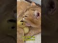 Des poussins ont choisi ce chat comme maman 🥺 #mignon #chat  #viral