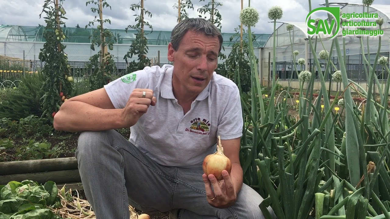 Raccolta della cipolla per conservazione invernale