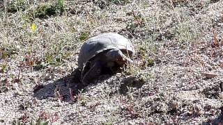 Desert Tortoise in Joshua Tree
