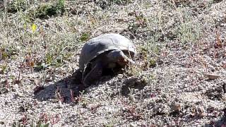 Desert Tortoise In Joshua Tree