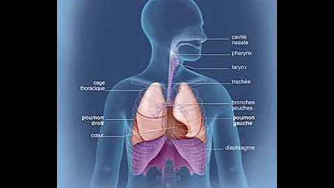Où se trouvent les poumons ?