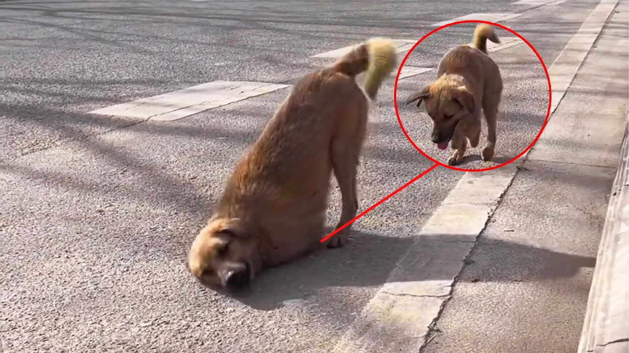 The disabled stray dog ​​was too tired, crawled with only half his body remaining
