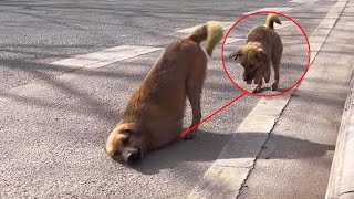 The Disabled Stray Dog Was Too Tired, Crawled With Only Half His Body Remaining