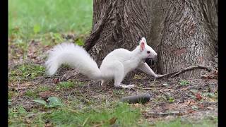 白いエゾリスと普通のエゾリス White Hokkaido Squirrel 白いエゾリス 検索動画16 白いエゾリスと普通のエゾリス White Hokkaido Squirrel 白いエゾリス 検索動画 16