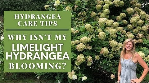 Hydrangeas Care Tips | Why Isn