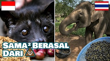 Kopi Luwak vs Black Ivory Coffee (2 Kopi Termahal di Dunia)