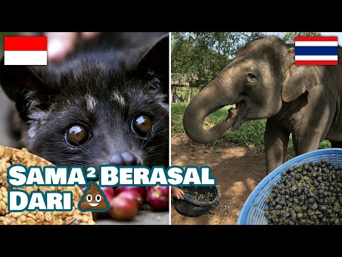 Kopi Luwak Coffee Price In Indonesia