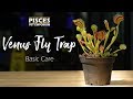 How to Care for the Venus Fly Trap