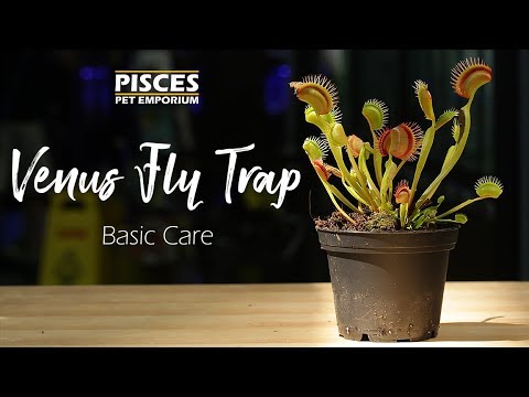 Video: Venus flytrap: how to care for a plant at home