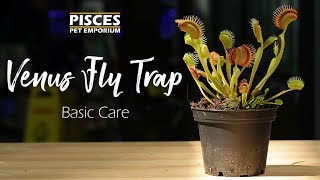 How to Care for the Venus Fly Trap