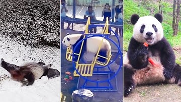 Ozzy Man Reviews: PANDAS Part 3