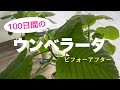 ウンベラータ2021初夏〜秋100日間の成長ビフォーアフター／挿し木、取り木で増やしました！