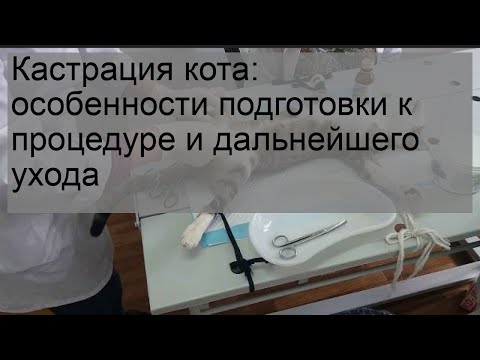 Кастрация кота: особенности подготовки к процедуре и дальнейшего ухода