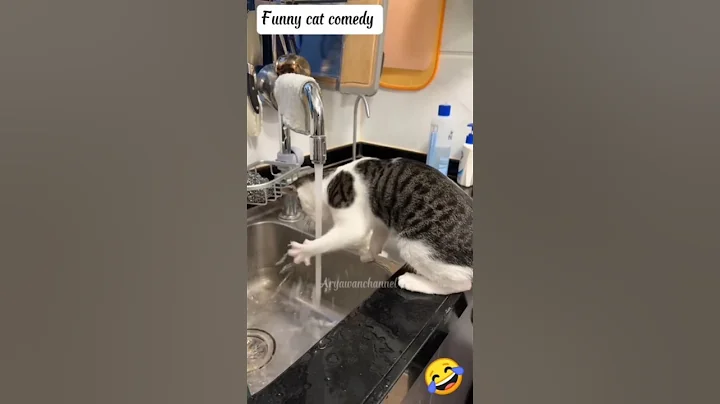 Video 11674661: laugh pets funny cat, cat cute funny pet, funnycats, cutecat, catlover